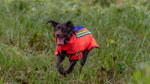 Bild vergr&ouml;&szlig;ern: Jagdhund