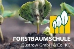 Logo Forstbaumschule