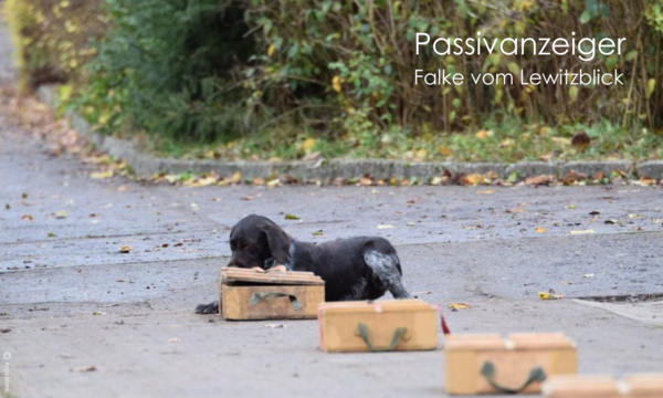 Bild vergr&ouml;&szlig;ern: ASP Passivanzeige Falke v. Lewitzblick