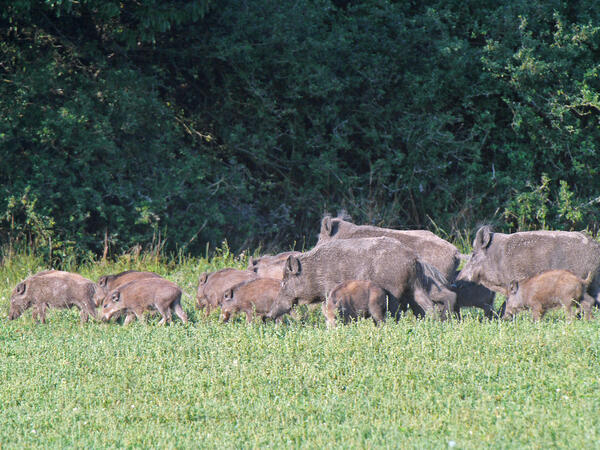 Bild vergr&ouml;&szlig;ern: Wildschweinrotte